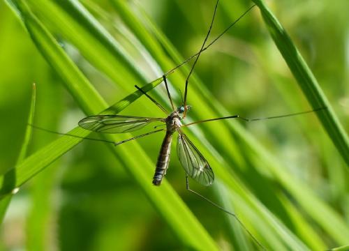 Tipula vernalis